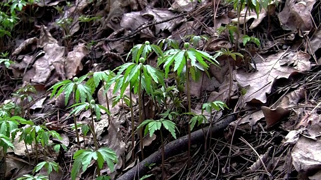 树林里有绿色的新鲜植物视频下载