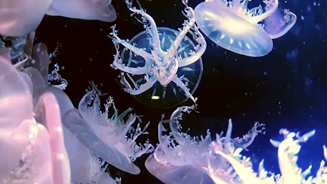 水母倒立在黑暗的水下世界的海洋动物视频素材