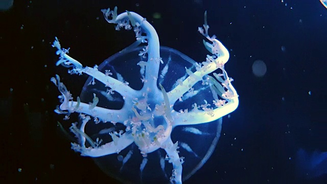 水母倒立在黑暗的水下世界的海洋动物视频素材
