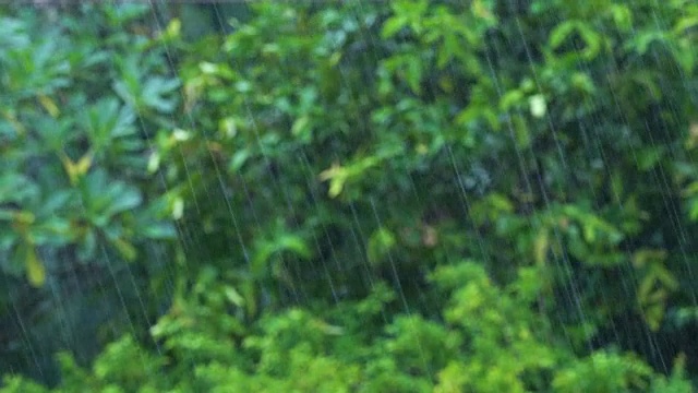 雨与热带树木的背景。视频素材