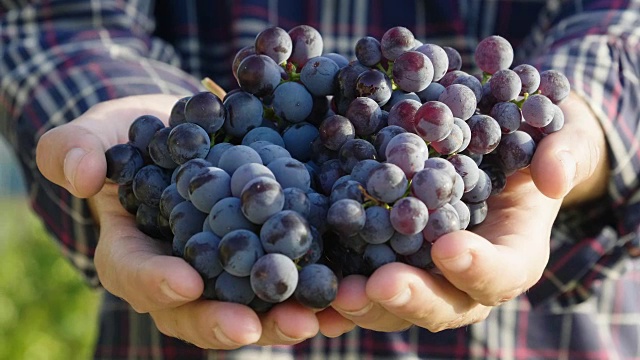 九月，农夫的双手去收获葡萄园，检查和收集意大利精选的葡萄串，为丰收做准备。视频下载