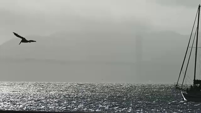 旧金山的帆船和金门大桥视频素材