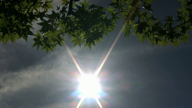 太阳和树叶。视频素材