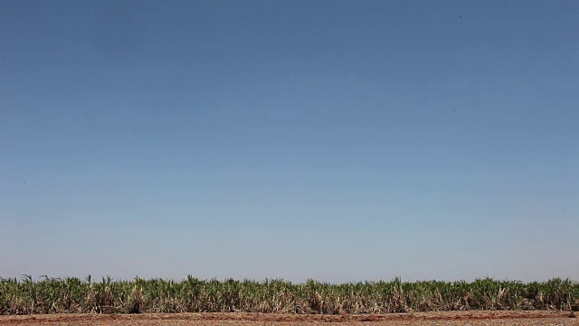 收获-巴西圣保罗乡村的甘蔗种植园视频素材