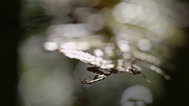 在澳大利亚新南威尔士州的巴灵顿顶国家公园，在一个无水山毛榉森林里，一种类似欧洲蕨的植物的叶子的框架视图上聚焦。视频素材