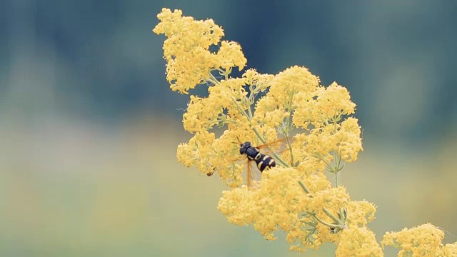 蜜蜂为黄花授粉视频素材