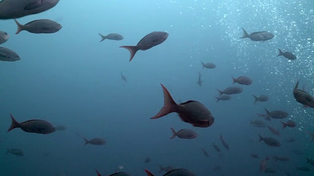 太平洋克里奥尔鱼学校，加拉帕戈斯海深海礁视频下载