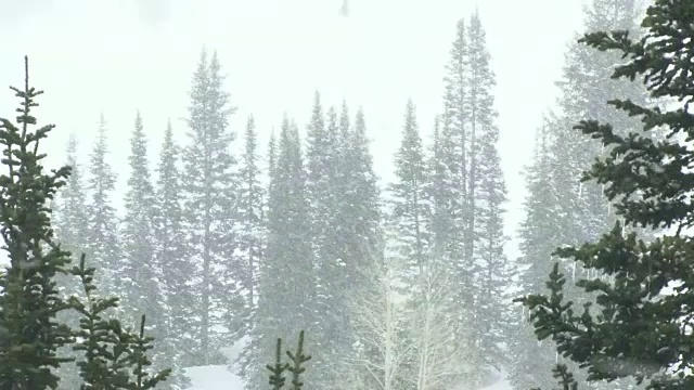 一个寒冷的冬天，森林里下着大雪视频素材