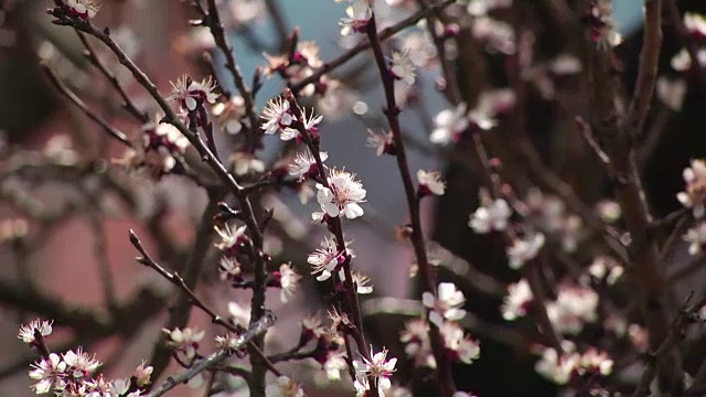 粉红色的花在花序视频素材