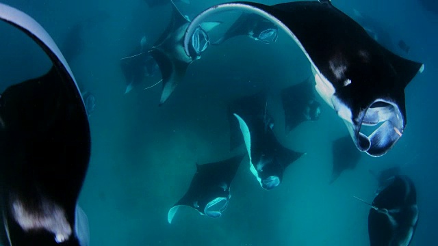 马尔代夫哈尼法鲁湾的蝠鲼视频素材