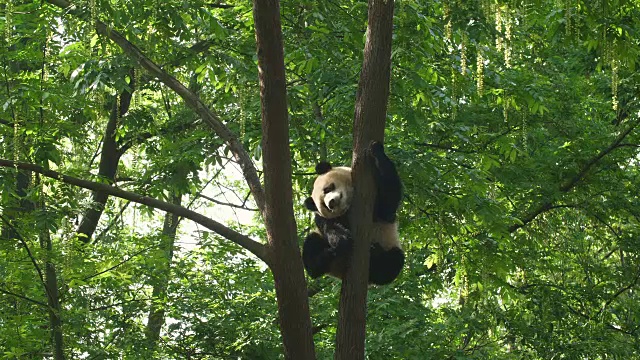 树上可爱的熊猫宝宝视频下载