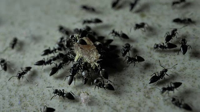 蚂蚁视频素材