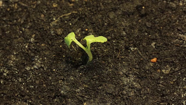 孤独的小绿色植物枯死在地上干燥的土地上视频素材