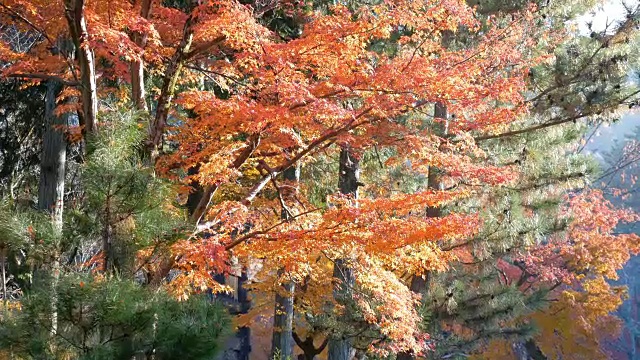 4k美丽的日本秋色视频素材