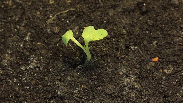孤独的小绿色植物枯死在地上干燥的土地上视频素材