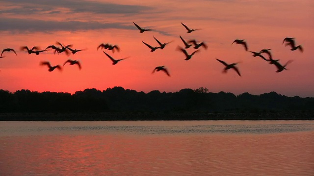 湖水日出。鸟飞过。视频下载