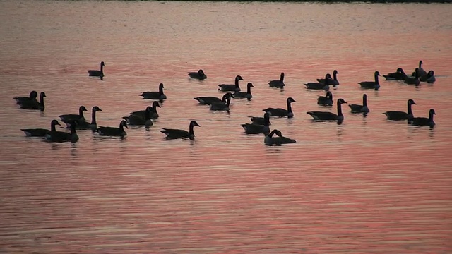 鹅在湖上。日出。视频下载