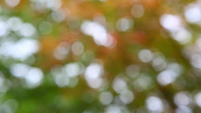 秋季花园散景高清画面视频素材