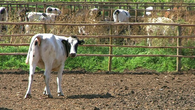 农场里的牛视频素材
