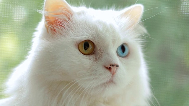 完全异色的家猫。一只长着不同颜色眼睛的白猫坐在窗边。视频素材
