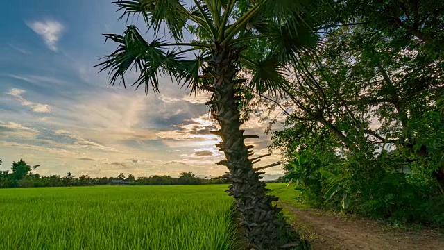 稻田和日落在泰国清迈4K时间流逝。视频素材