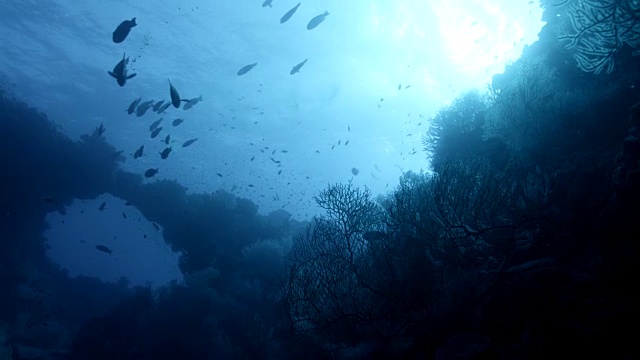 在斐济的蓝色海洋中，鱼儿游过珊瑚礁视频下载