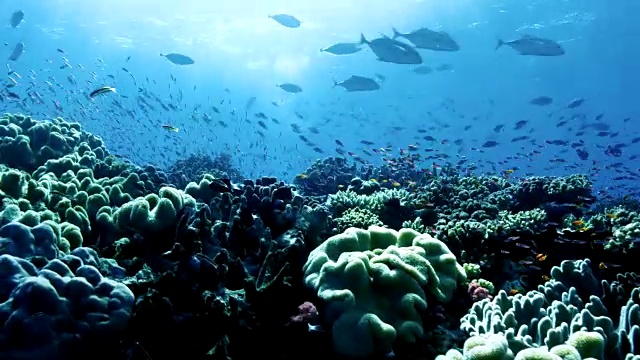 追踪珊瑚礁和鱼类，斐济视频下载