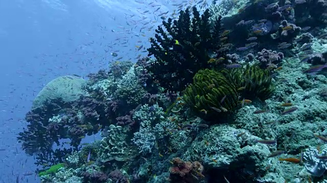 越过珊瑚礁墙和鱼，斐济视频下载