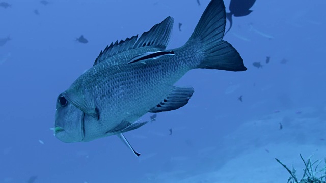 斐济珊瑚礁上的蓝色条纹清洁濑鱼，是一种较大的鱼类视频下载