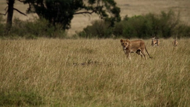在肯尼亚的大草原上，一只狮子(狮子)正在追逐topi(狮子)视频素材