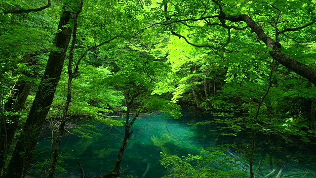 日本青森市白上三池的Wakitubonoike池塘视频购买