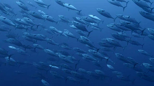 一群护卫舰鲭鱼在斐济的蓝海中游泳视频下载