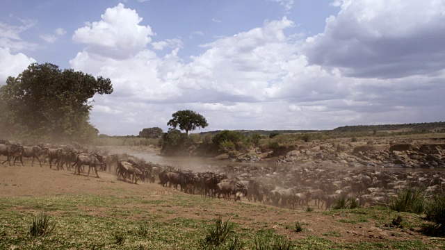 牛羚群聚集在肯尼亚的渡江处视频素材