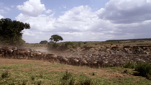 牛羚群聚集在肯尼亚的渡江处视频素材