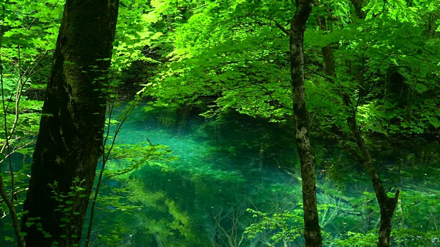日本青森市白上山池的青池池视频素材