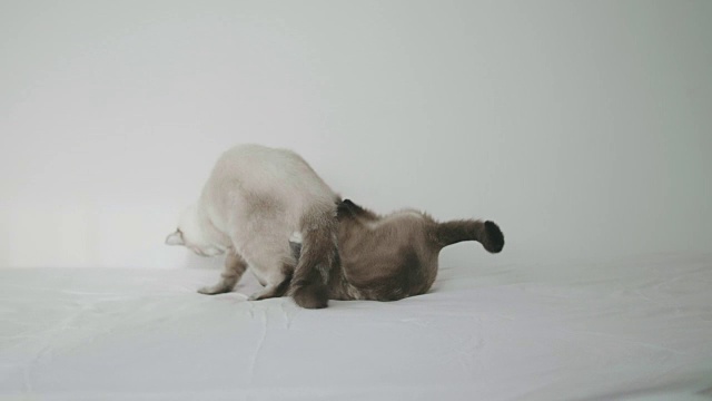 小猫们在卧室的白色床上打架。视频素材
