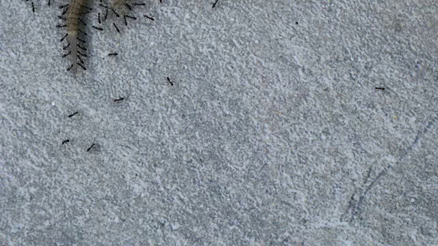 蚂蚁吃壁虎。视频素材