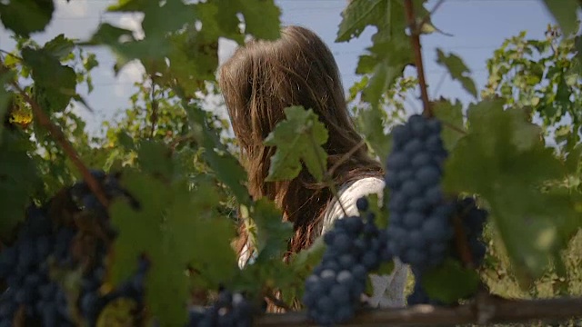 在葡萄园里工作的工人从葡萄藤上切葡萄。人们在葡萄园里采摘葡萄酒。视频下载