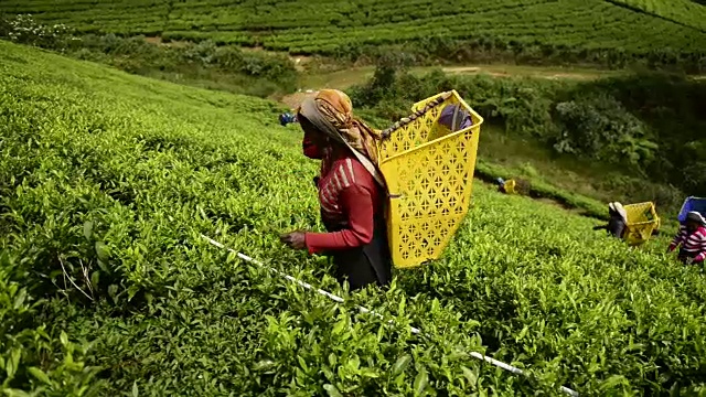 在Nuwara Eliya，一名妇女正在采茶视频下载
