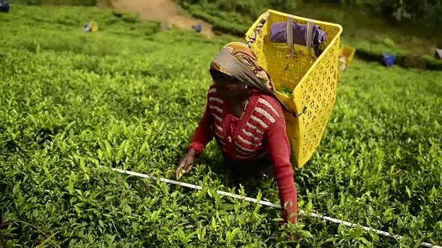 在Nuwara Eliya，一名妇女正在采茶视频下载