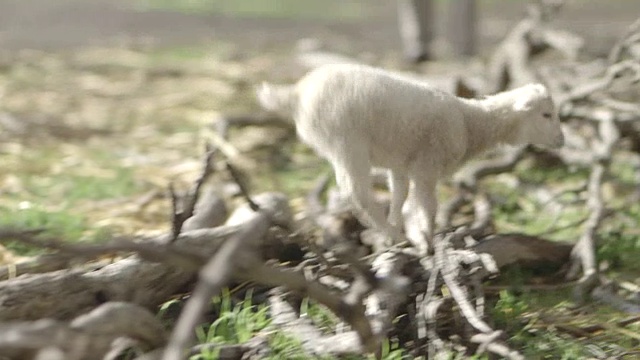 小羊羔在地上跳过树枝，慢镜头视频素材