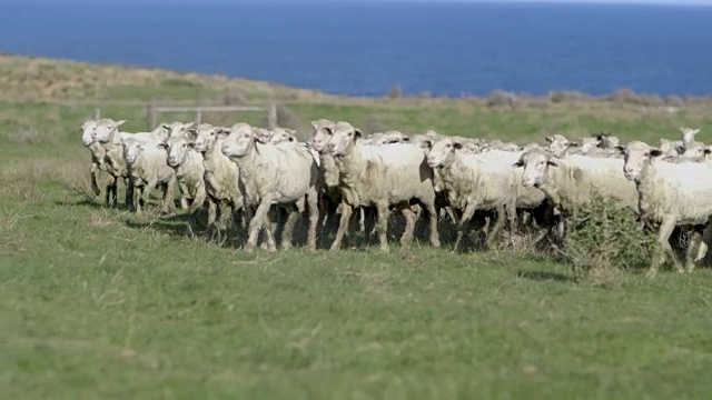 傍晚时分，羊群在澳大利亚农场上吃草，慢镜头视频素材