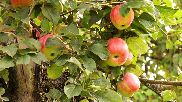 成熟多汁的红苹果在树枝上视频素材