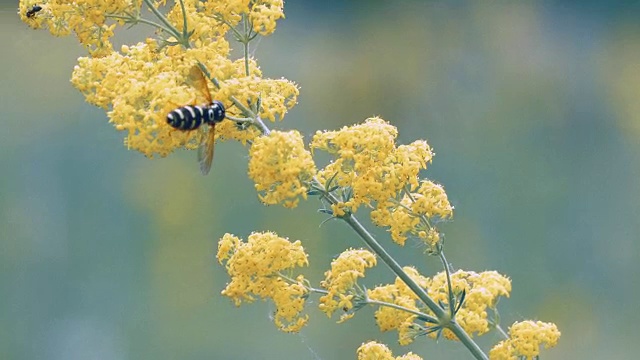 蜜蜂为黄色草地花授粉视频素材