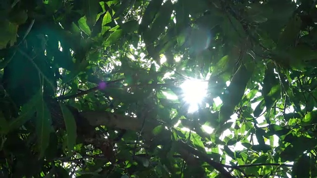 阳光穿过树视频素材
