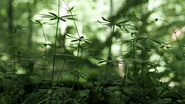 在森林里近距离看，蕨类，绿叶视频素材