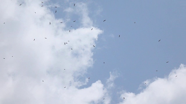 超级慢镜头空中的鸟视频素材