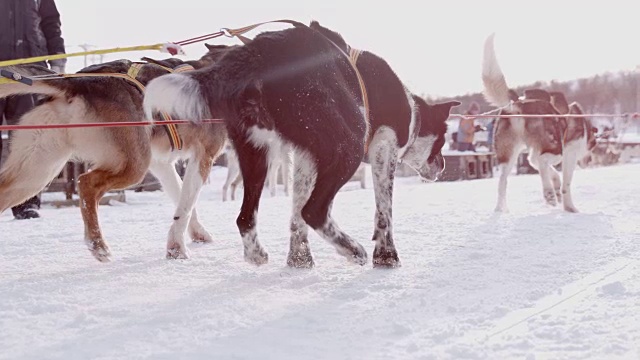 雪橇狗开始拉雪橇视频素材