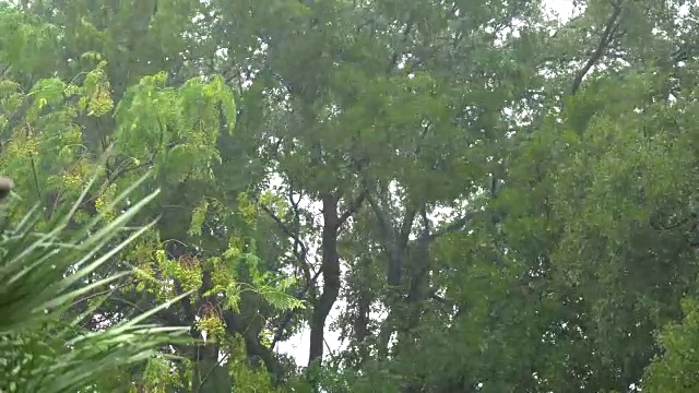 大雨和强风吹动树枝视频素材