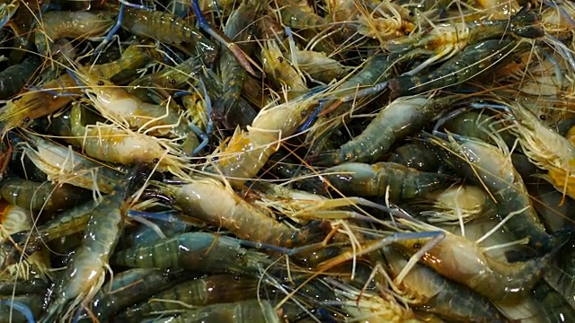 海虾在市场上卖海鲜。视频下载